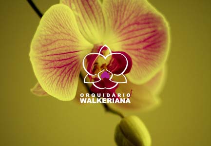 Orquidário Walkeriana